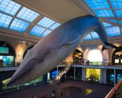 The blue whale model is that large that it takes three days to clean it. It is cleaned once a year.